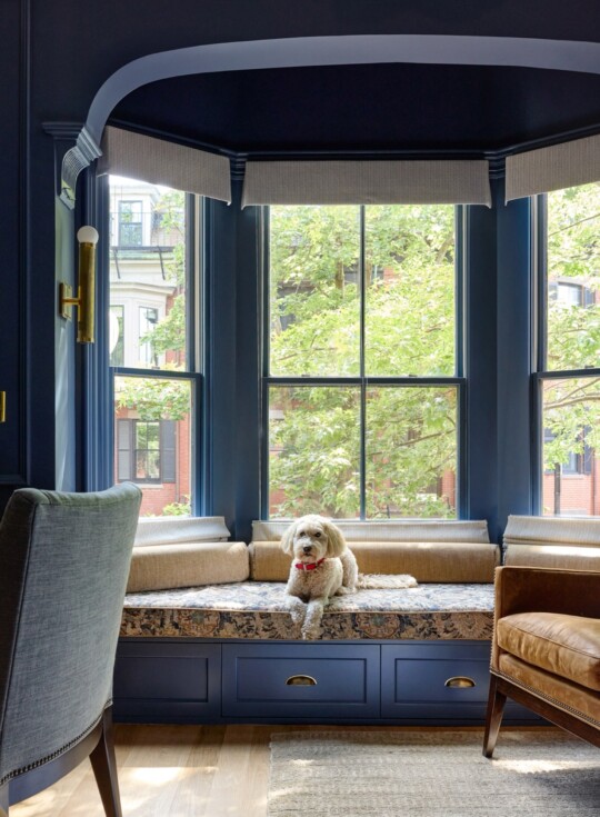 Small cream dog with a red collar sits on a cushioned blue window seat in a blue-walled room, with greenery visible outside.